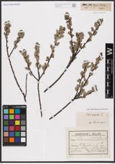 Foto von Salix aurita L.